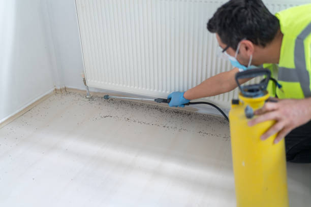 Best Termite Control Services  in Mount Healthy Heights, OH